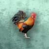 私人超清播放器